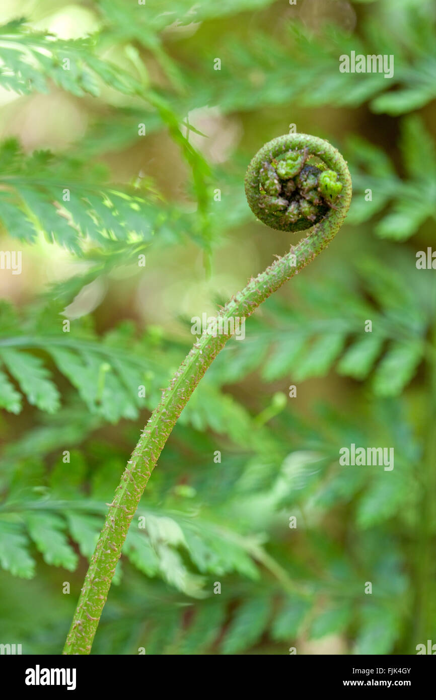Closeup detail of an unfurling fiddlehead fern, South Island, New