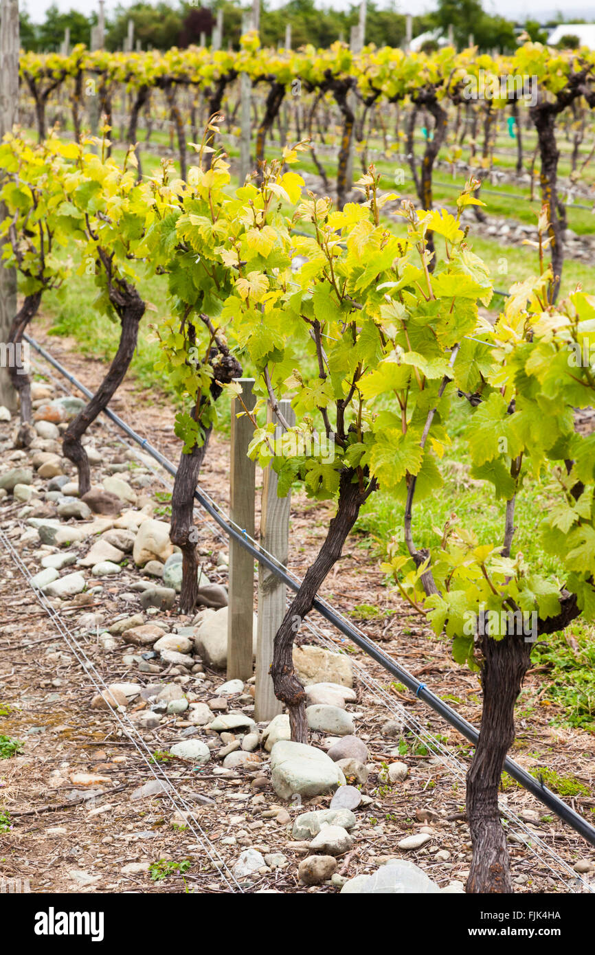 Grapevines growing in gravel soil at a vineyard in Nelson, South Island