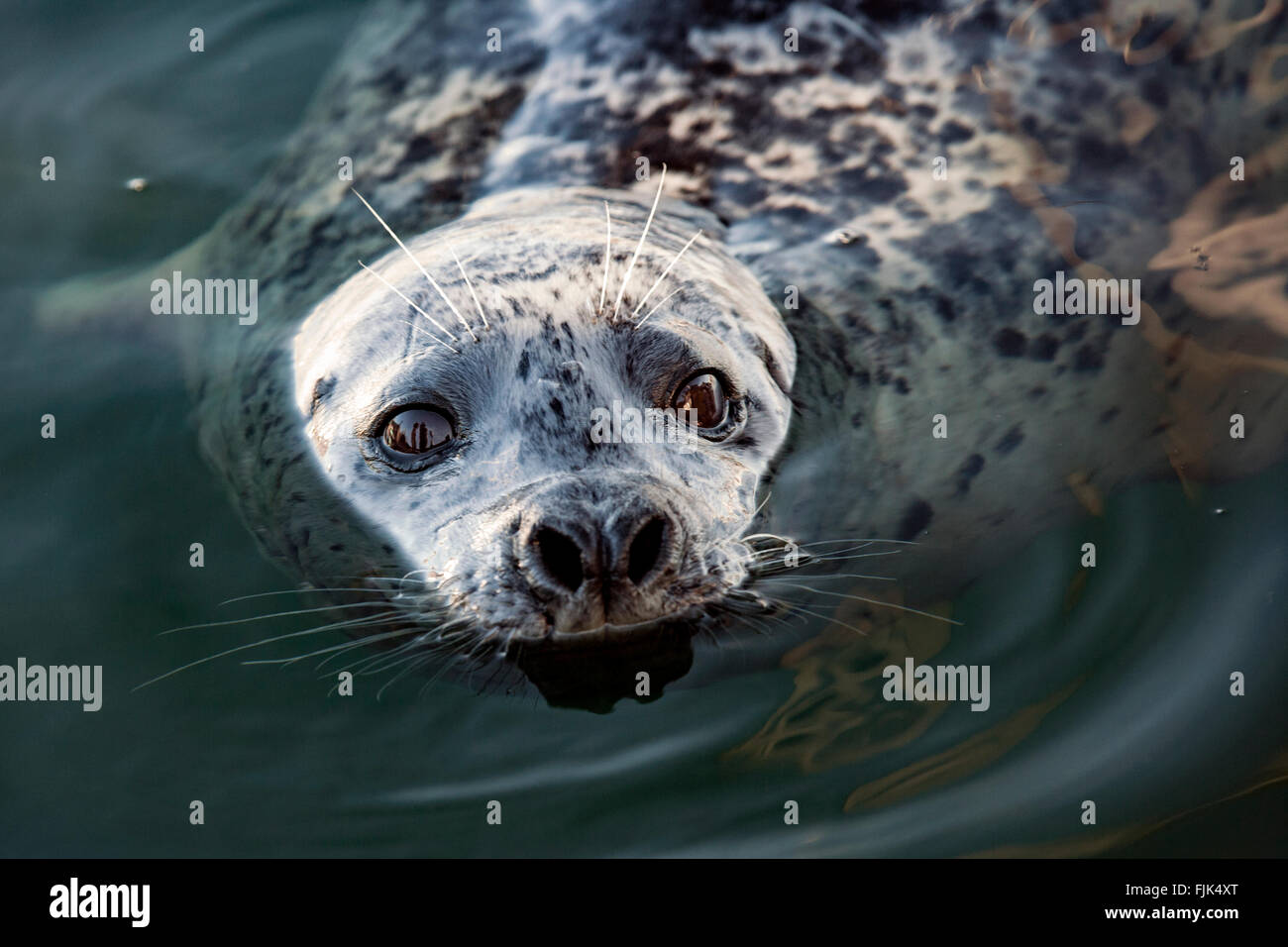 Harbor Seal (Phoca vitulina) - Fisherman's Wharf, Victoria; Vancouver Island, British Columbia, Canada Stock Photo
