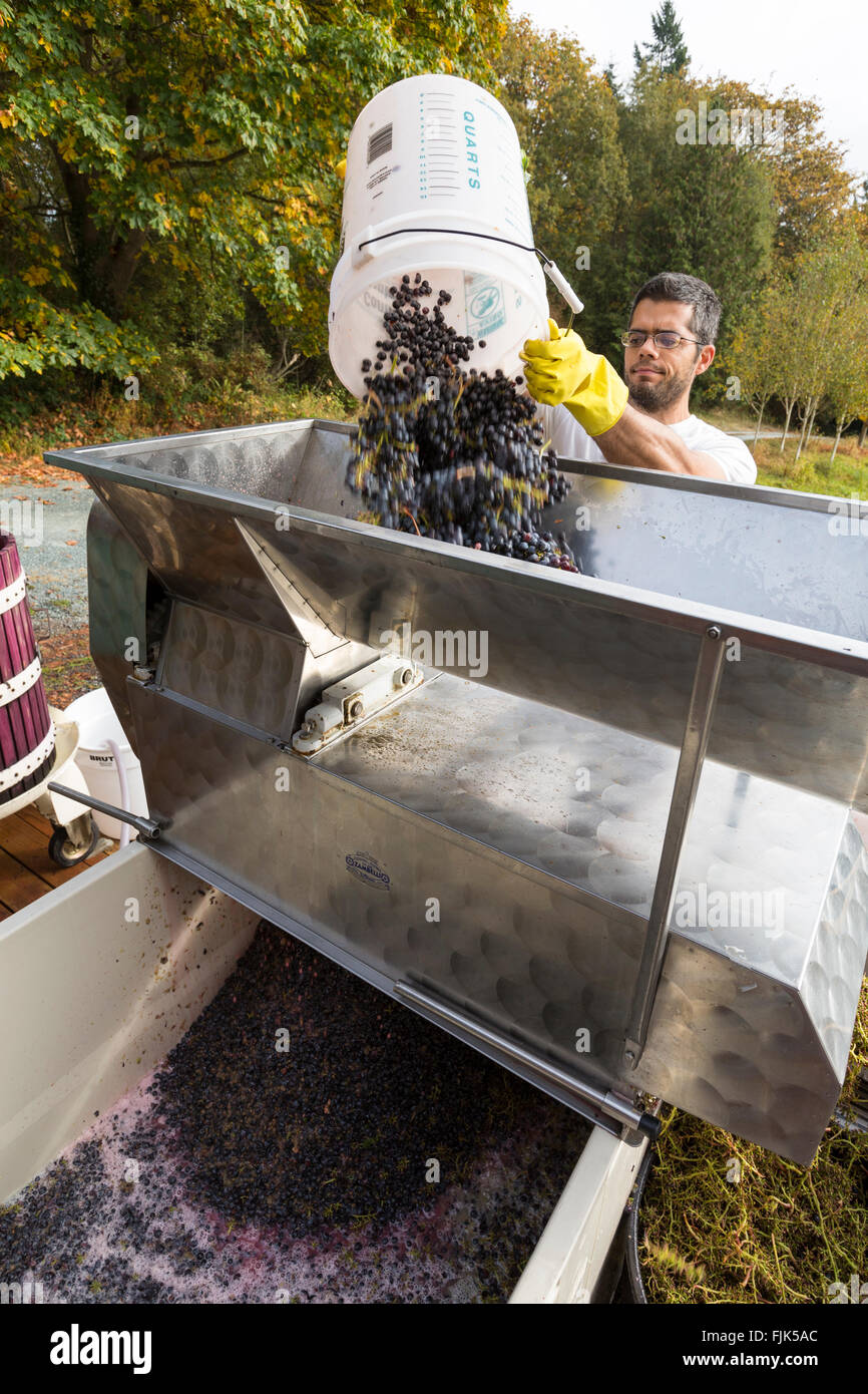 Crushing grapes hires stock photography and images Alamy