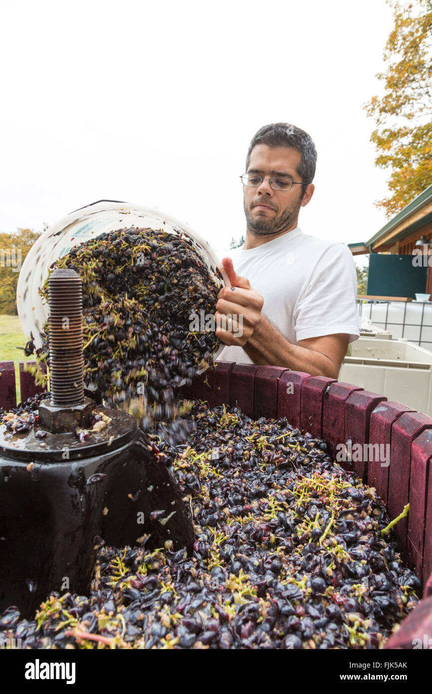 Pressing grapes for wine hires stock photography and images Alamy