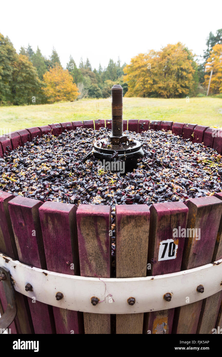Red wine grapes ready for pressing in a traditional wooden wine press, Washington State, USA Stock Photo