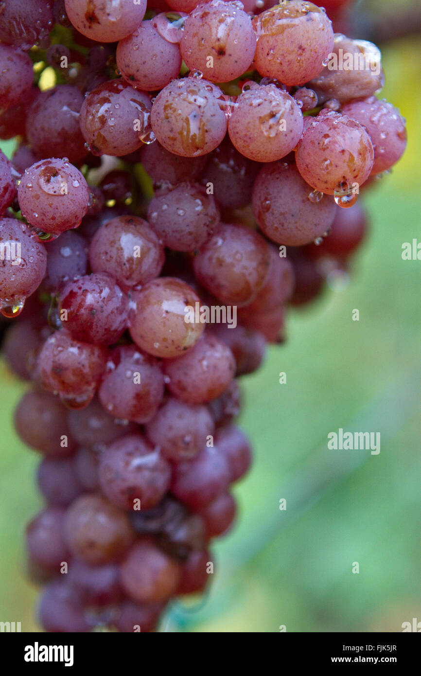 Gewürztraminer grapes Stock Photo