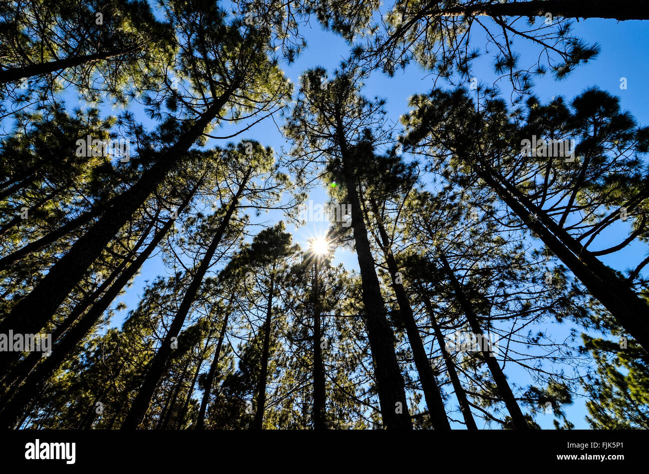 Very High Pine Wood Forest Stock Photo - Alamy
