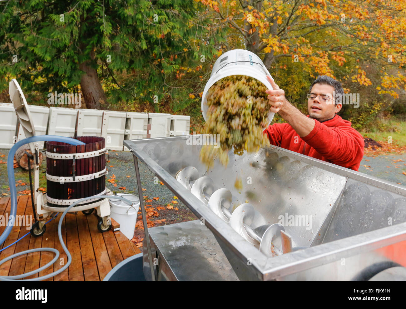 Crushing grapes hires stock photography and images Alamy