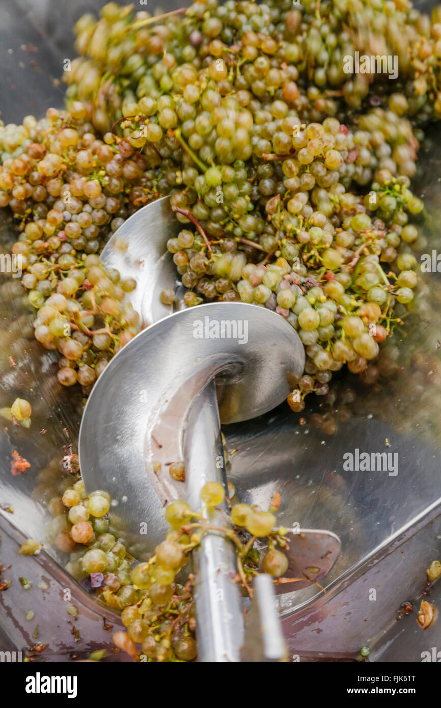 White wine grapes being processed in a stainless steel crushing machine ...