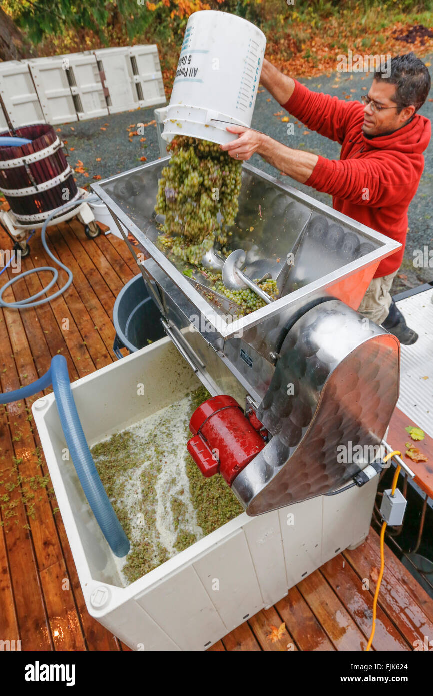 Crushing grapes hires stock photography and images Alamy