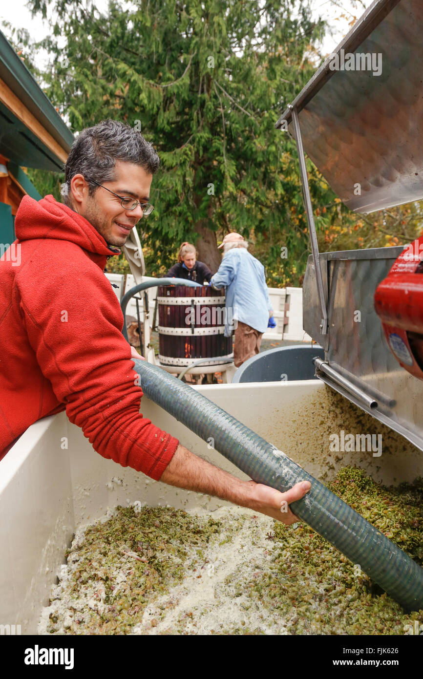Man using vacuum hose to transfer crushed white wine grapes into a