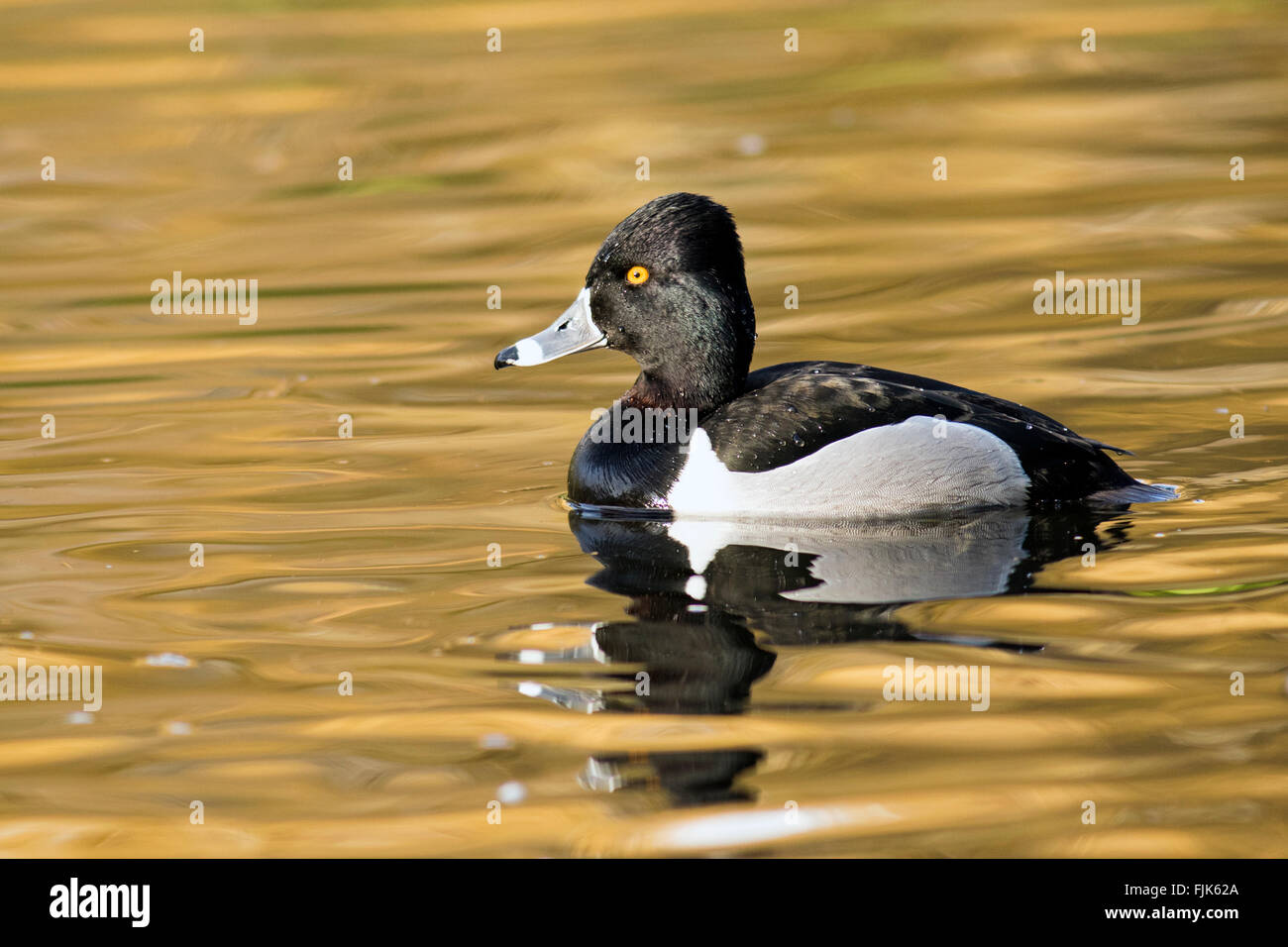 Ring necked duck male hi-res stock photography and images - Alamy