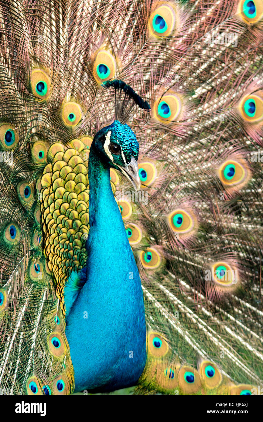 Indian Peafowl or Peacock (Pavo cristatus) Beacon Hill Park, Victoria, Vancouver Island