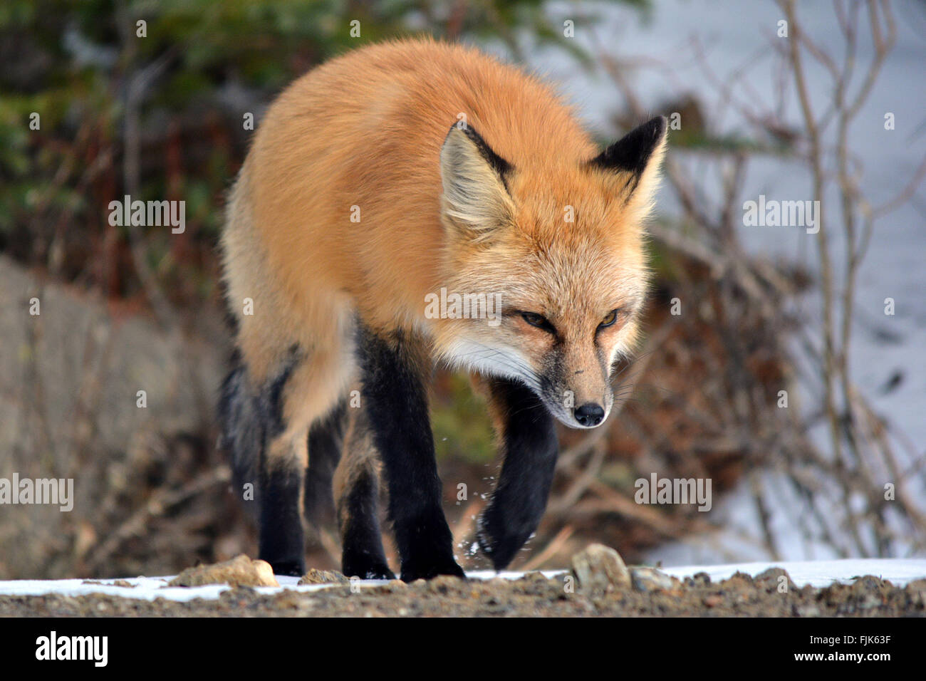 Red Fox Walking Through Snow Stock Photo - Alamy