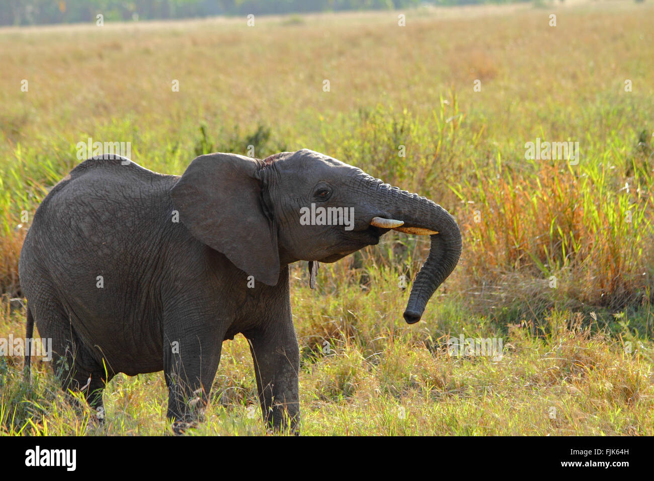 A juvenile elephant shows visible displays of rebellious behaviour. Stock Photo