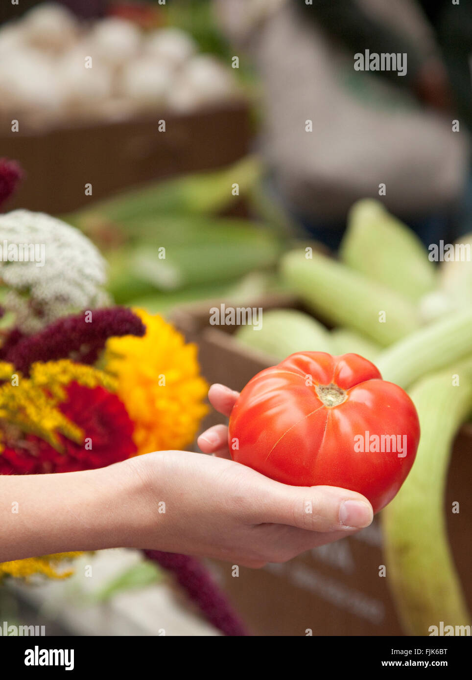 Close-up of woman's hand holding a ripe tomato at an outdoor farmers market. People shopping for fresh, organic, healthy, local produce food. Stock Photo