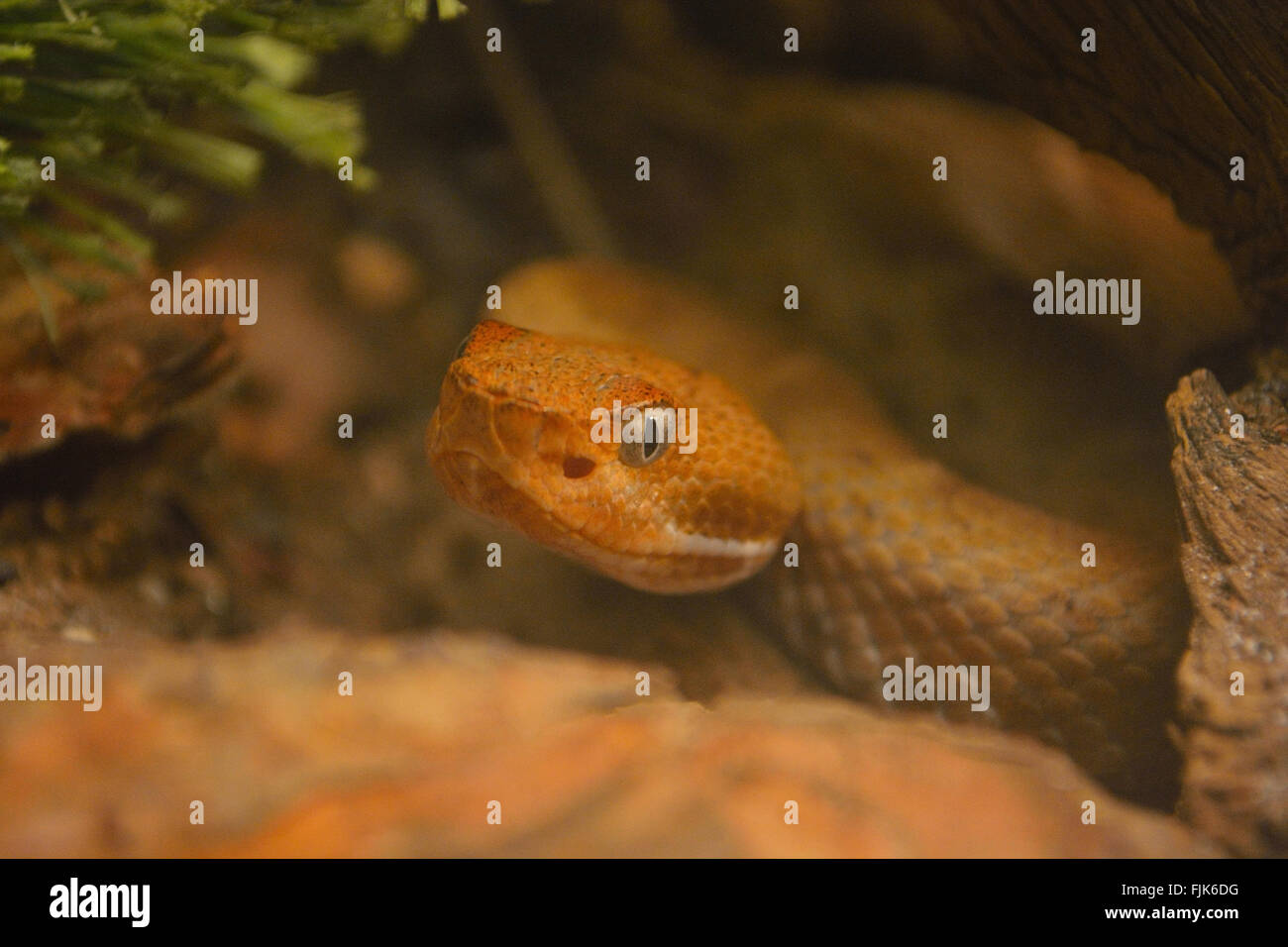 Jumping pit viper hires stock photography and images Alamy