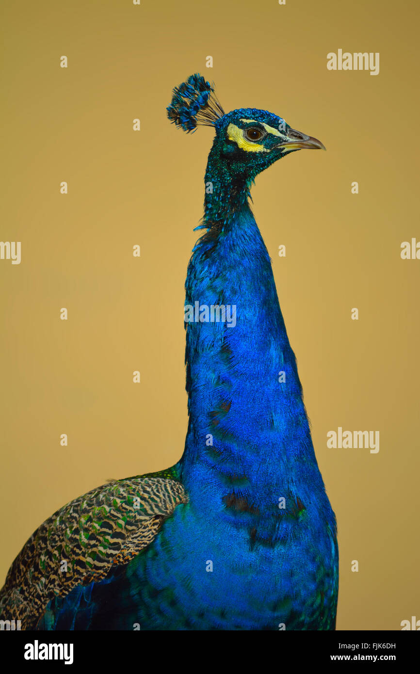 Bright Peacock in Profile Against Neutral Background Stock Photo