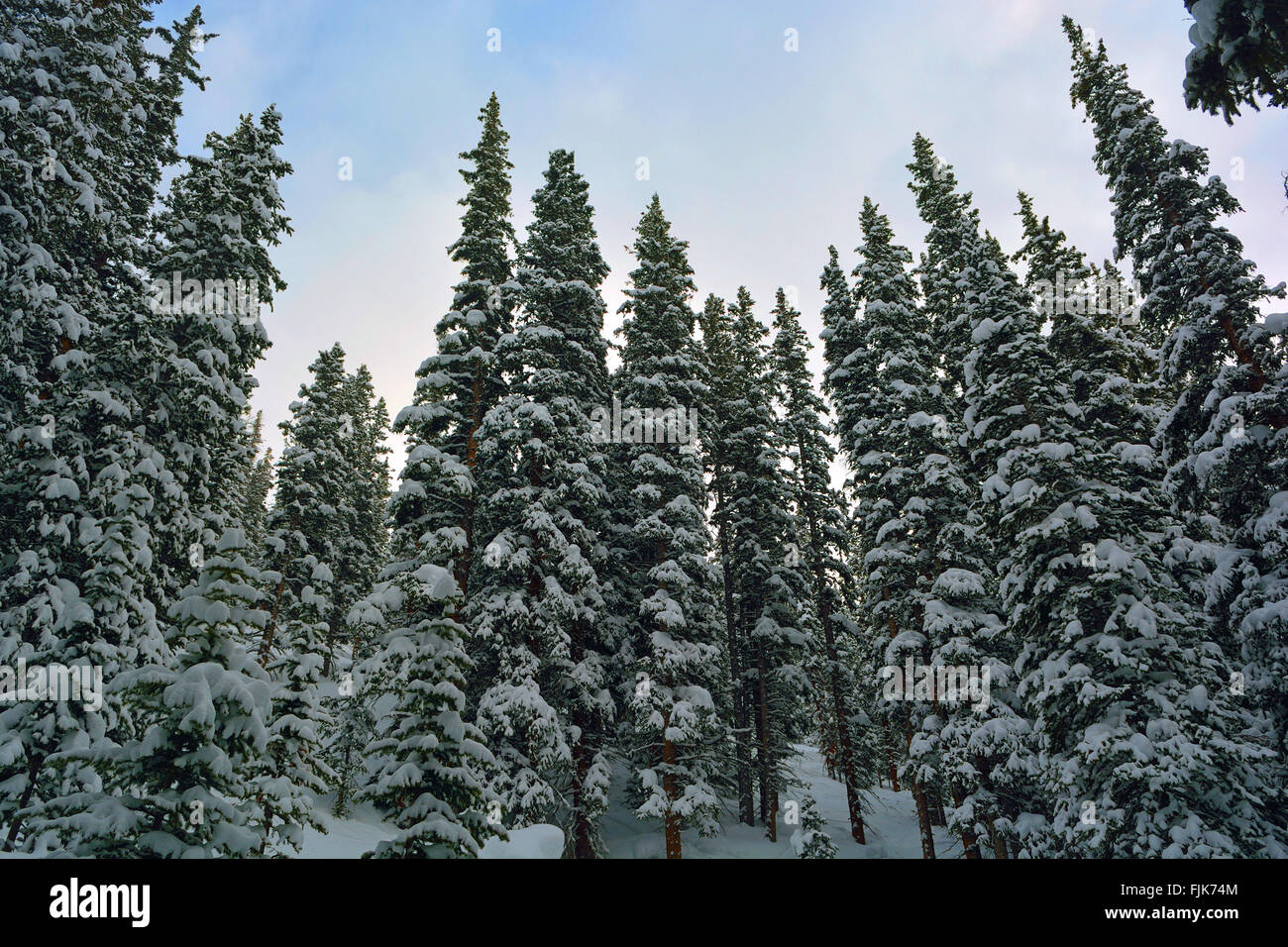 Snow Covered Pine Trees In A Forest Stock Photo - Alamy