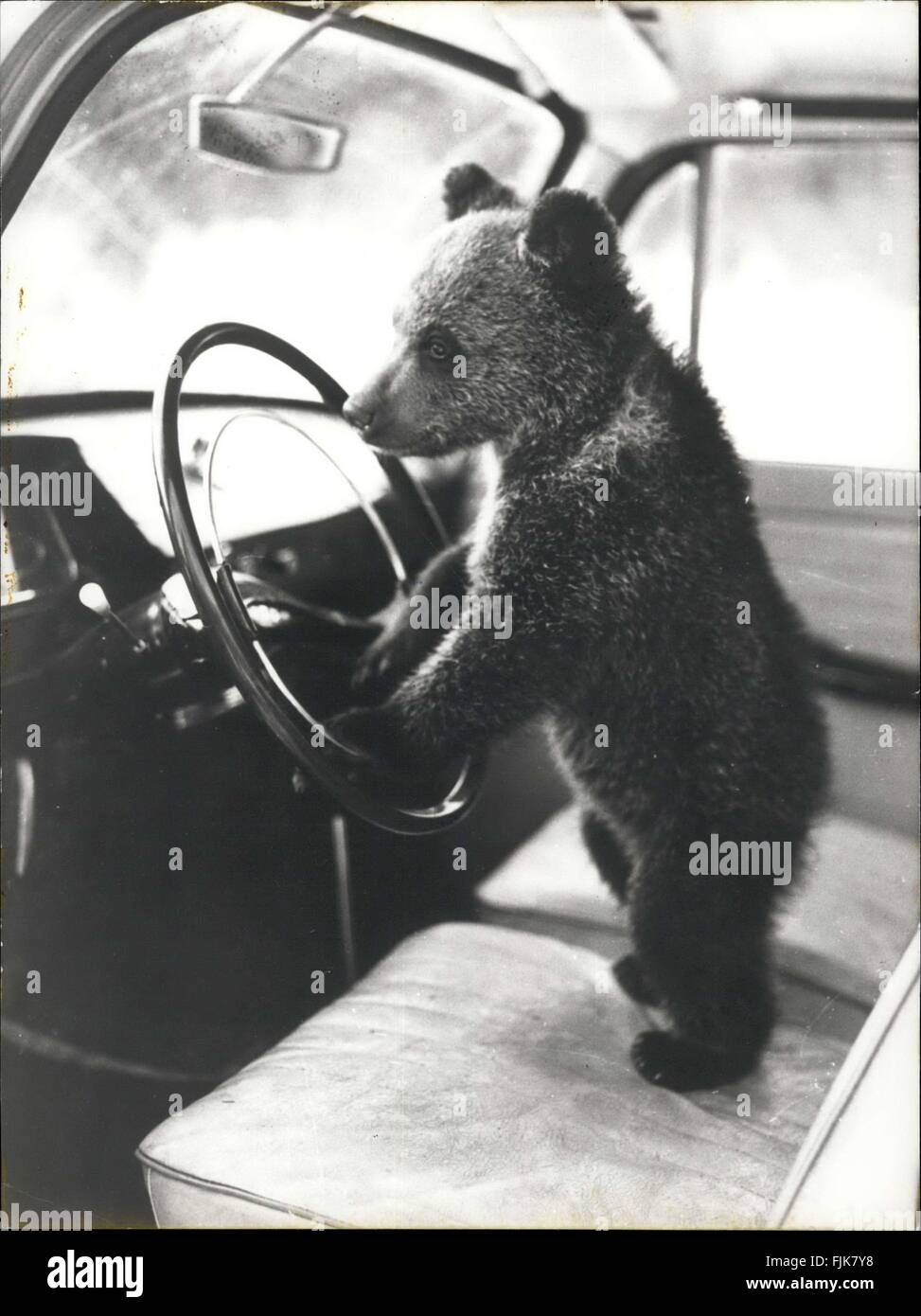 1965 - The little bear at the steering wheel: The bear cub of just a few months called Fomka comes from the woods of Petrozavodsk [USSR], where he was caught and trained by a local hunter. Fomka loves long car rides sitting beside his master and looking at the landscape moving by-sometimes has has a chance to grab the steering wheel. © Keystone Pictures USA/ZUMAPRESS.com/Alamy Live News Stock Photo