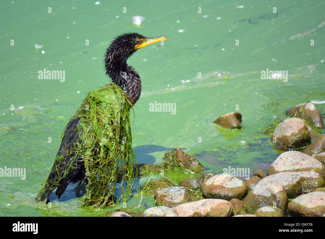A Black Cormorant Bird Covered in Green Algae. Stock Photo