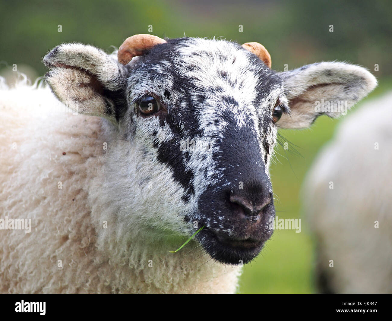 Beulah Speckled Face Sheep in Elan Valley Stock Photo