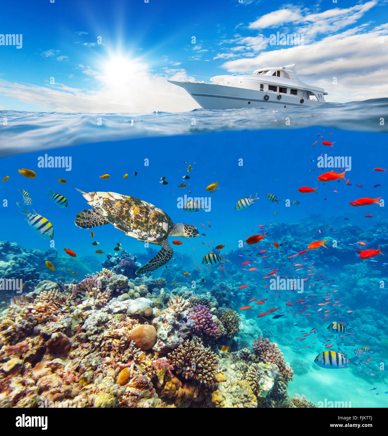 Underwater coral reef with horizon and water surface Stock Photo