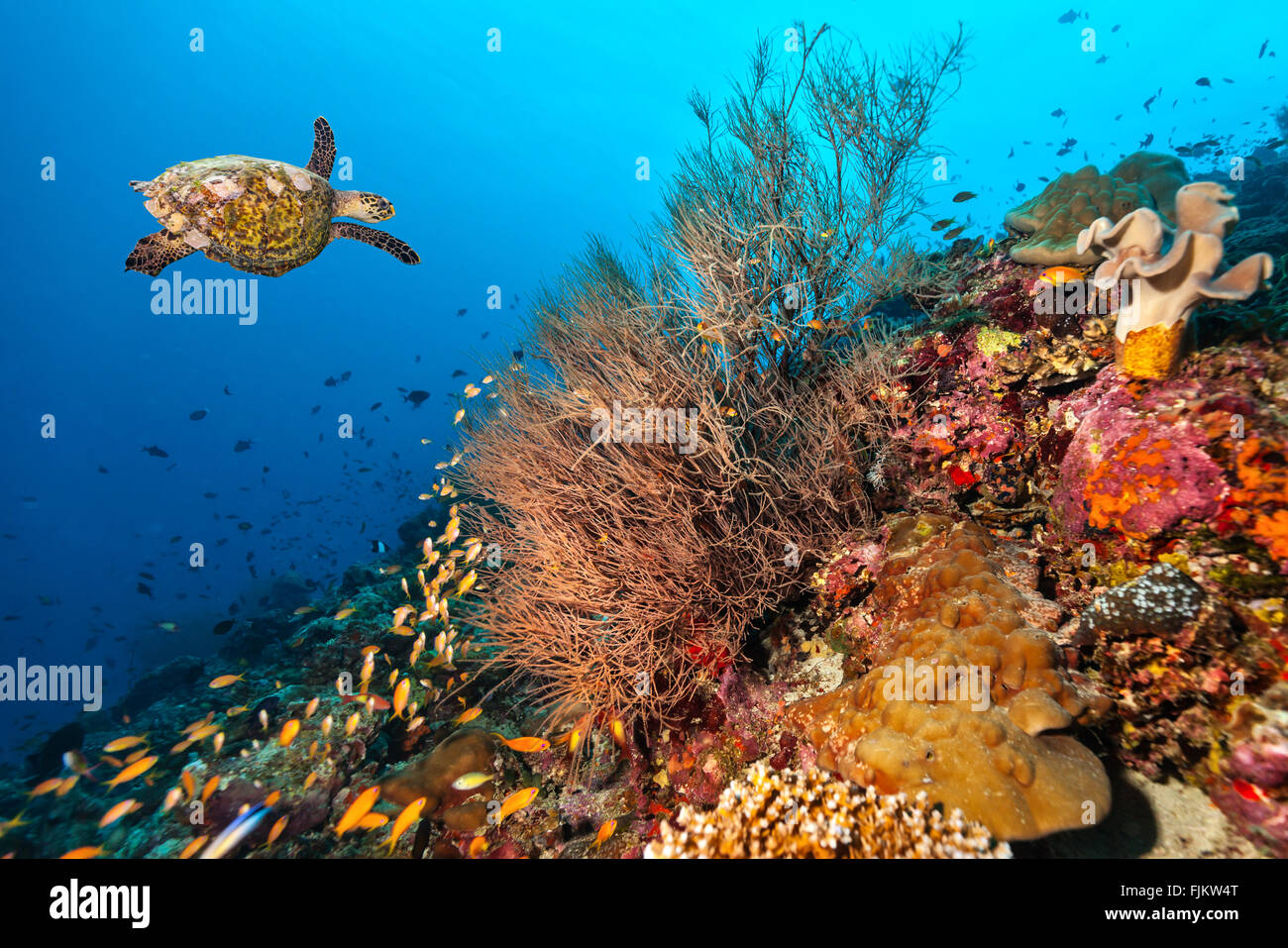 Coral reef with turtle Stock Photo
