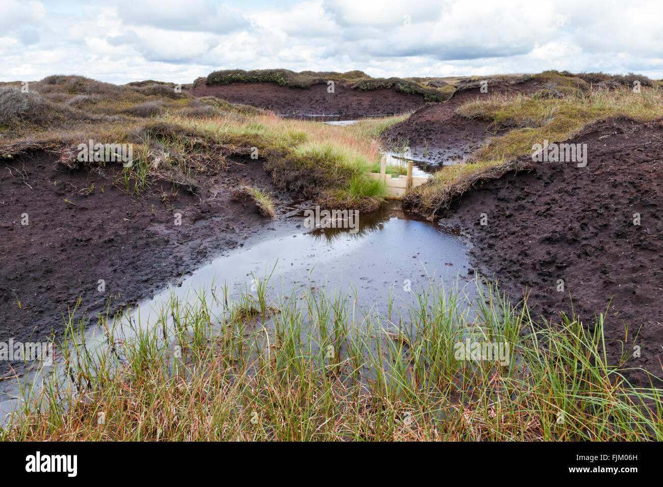 Small wooden dam blocking a moorland ditch helping in moors restoration and erosion control of the moor, Kinder Scout, Derbyshire, England, UK Stock Photo