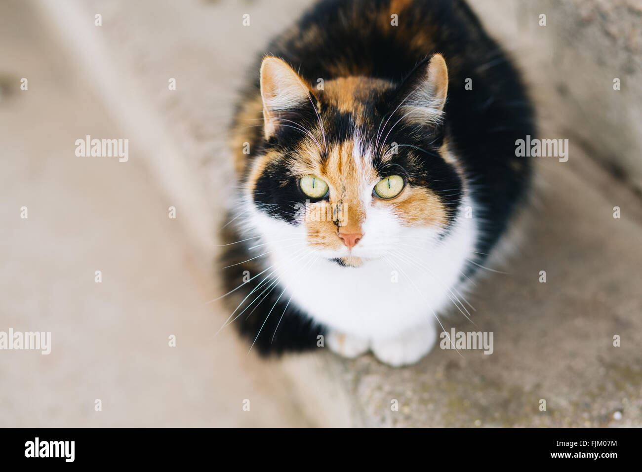 Portrait of cat looking at camera Stock Photo - Alamy