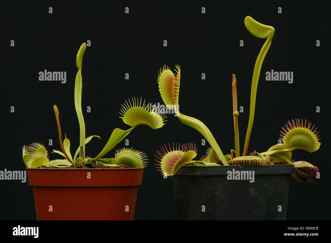 Venus Flytrap plant Stock Photo Alamy