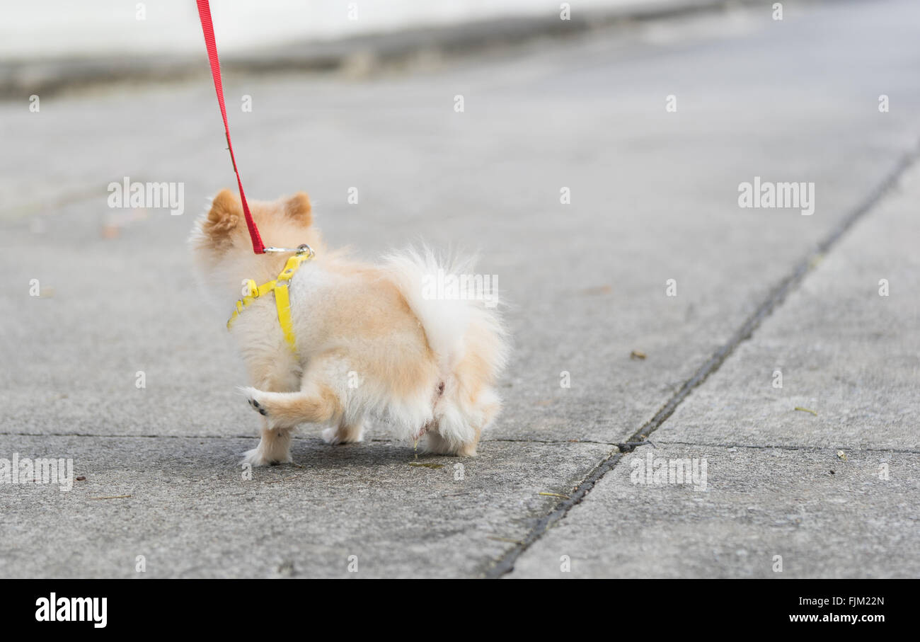 Female pomeranian dog peeing on concrete ground Stock Photo Alamy