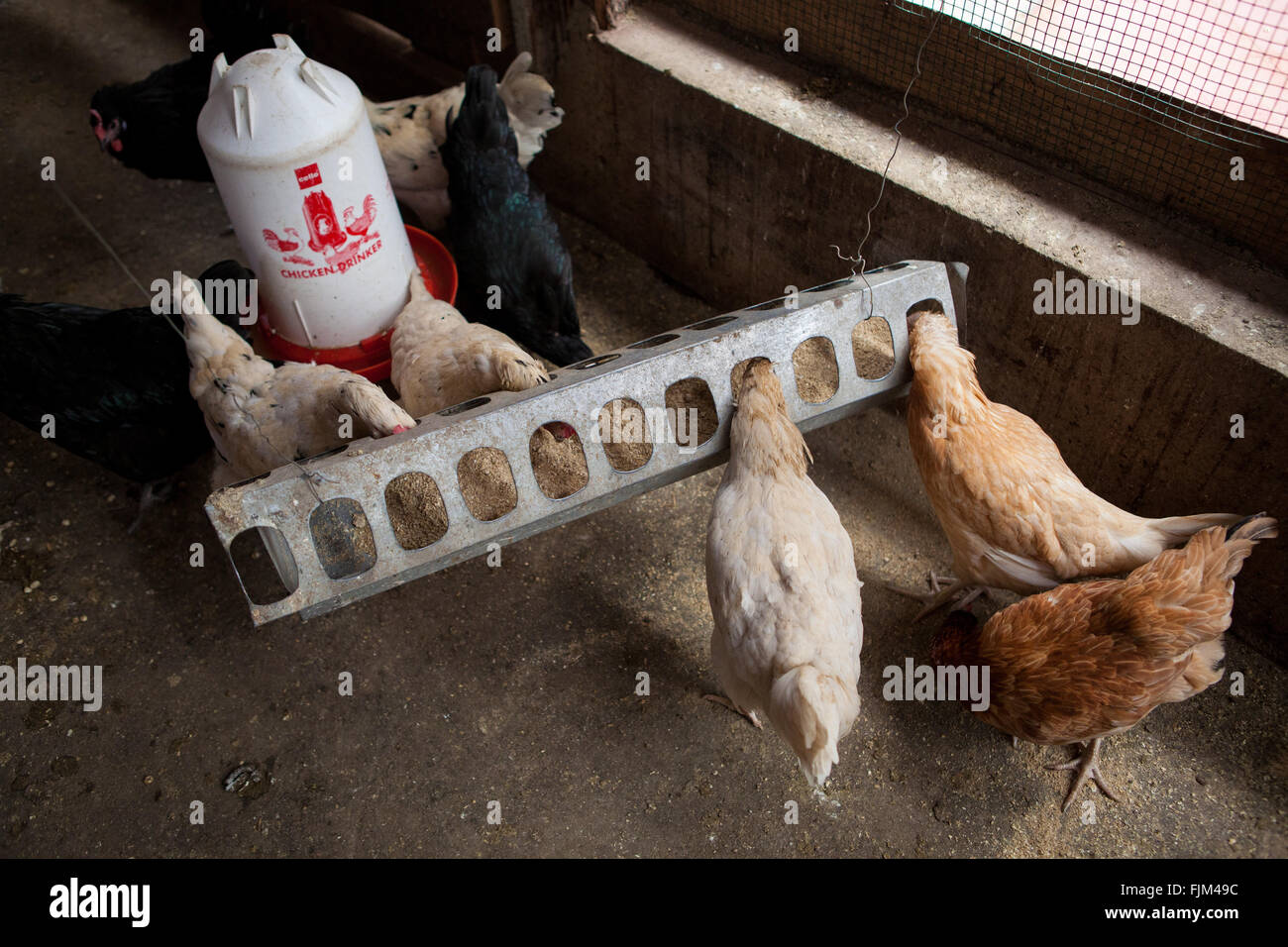 Chickens feeding in a poultry farm, Tanzania Stock Photo
