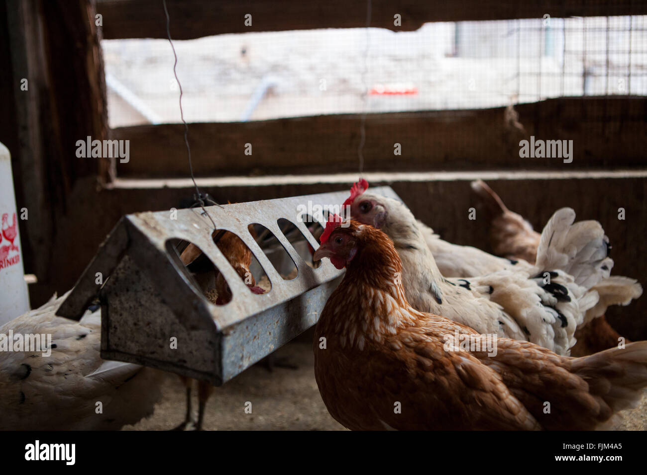 Chickens feeding in a poultry farm, Tanzania Stock Photo
