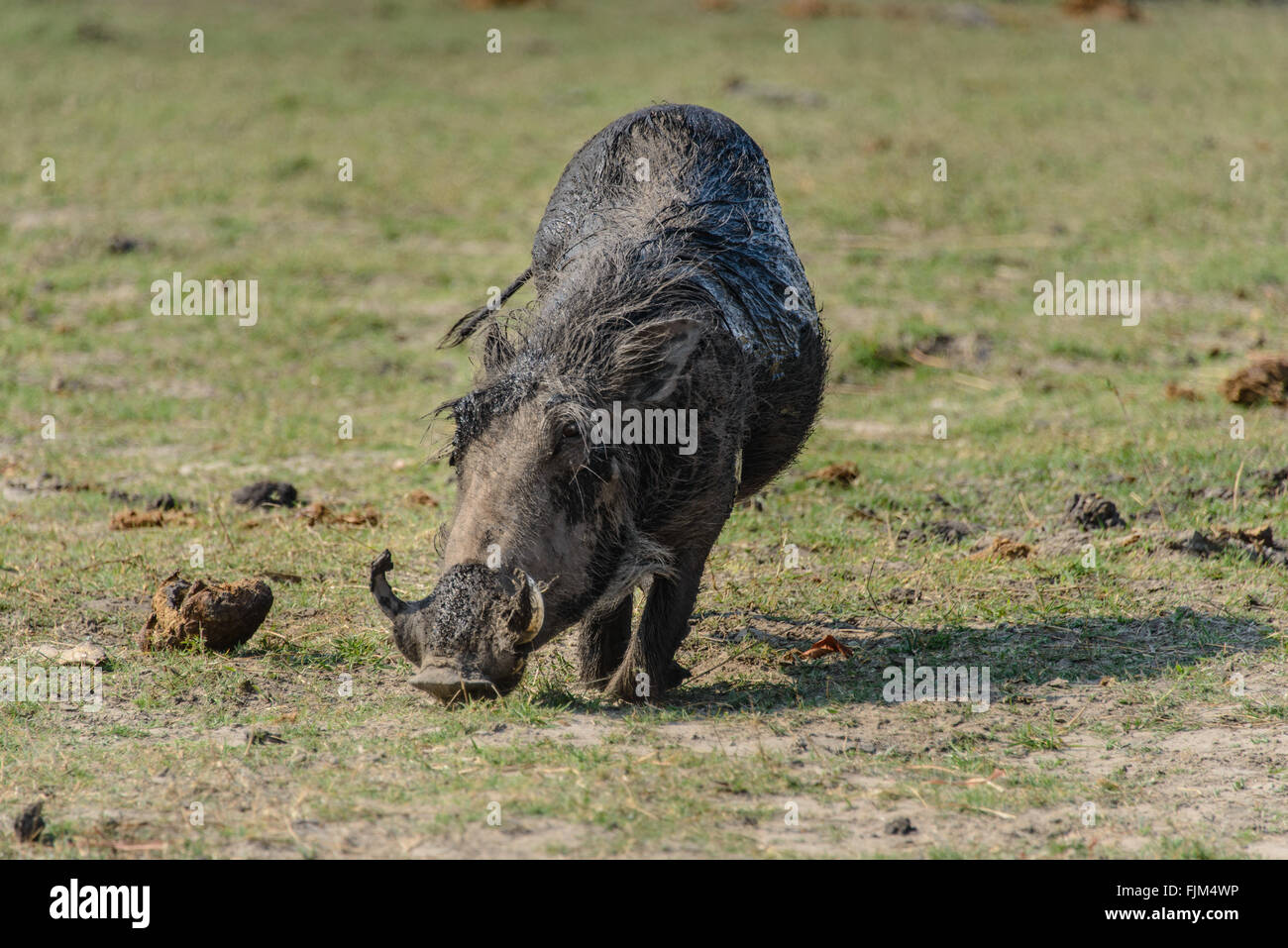 warzenschwein im Okavango Stock Photo - Alamy