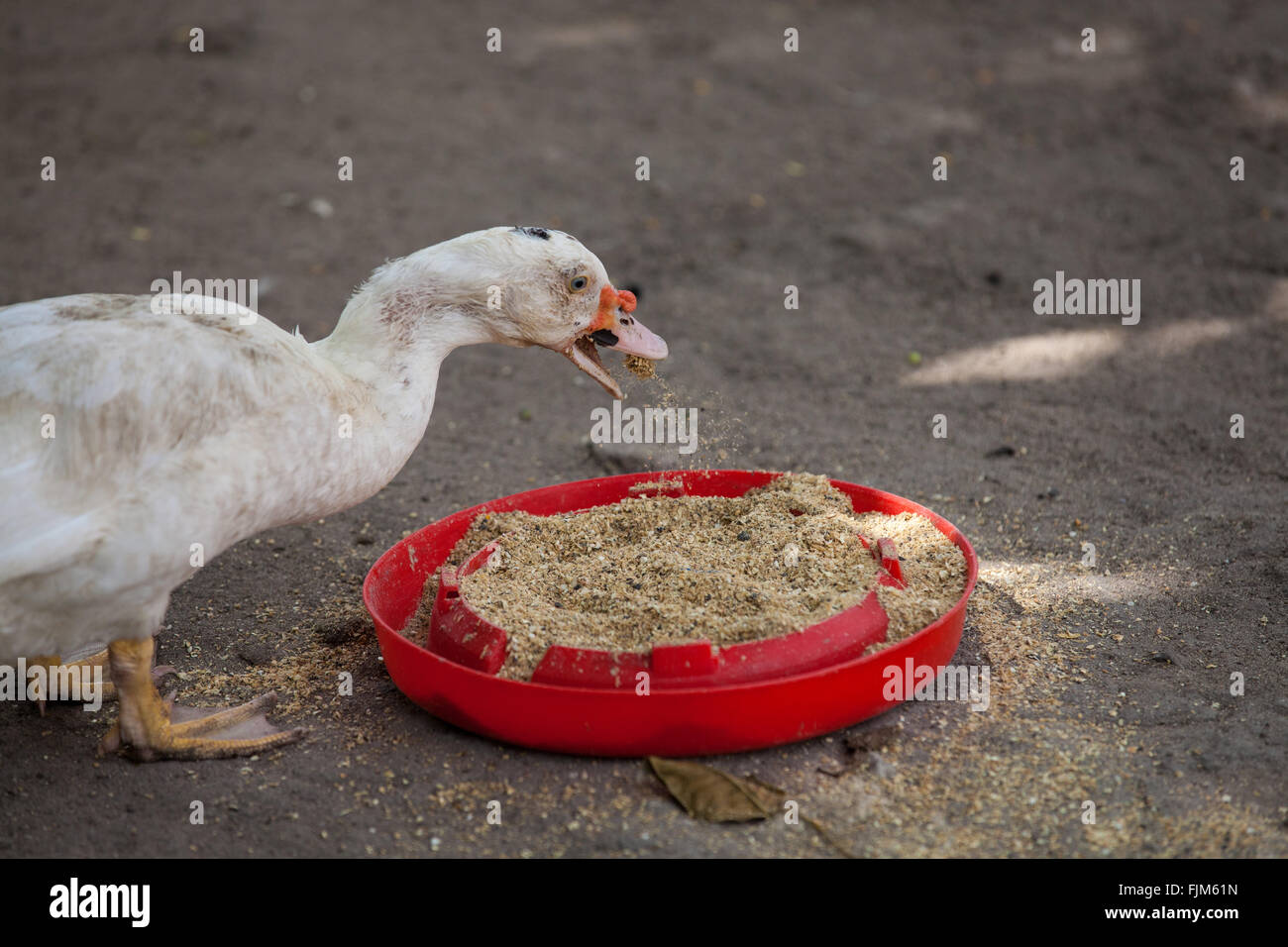 Fluffy ducks hires stock photography and images Alamy