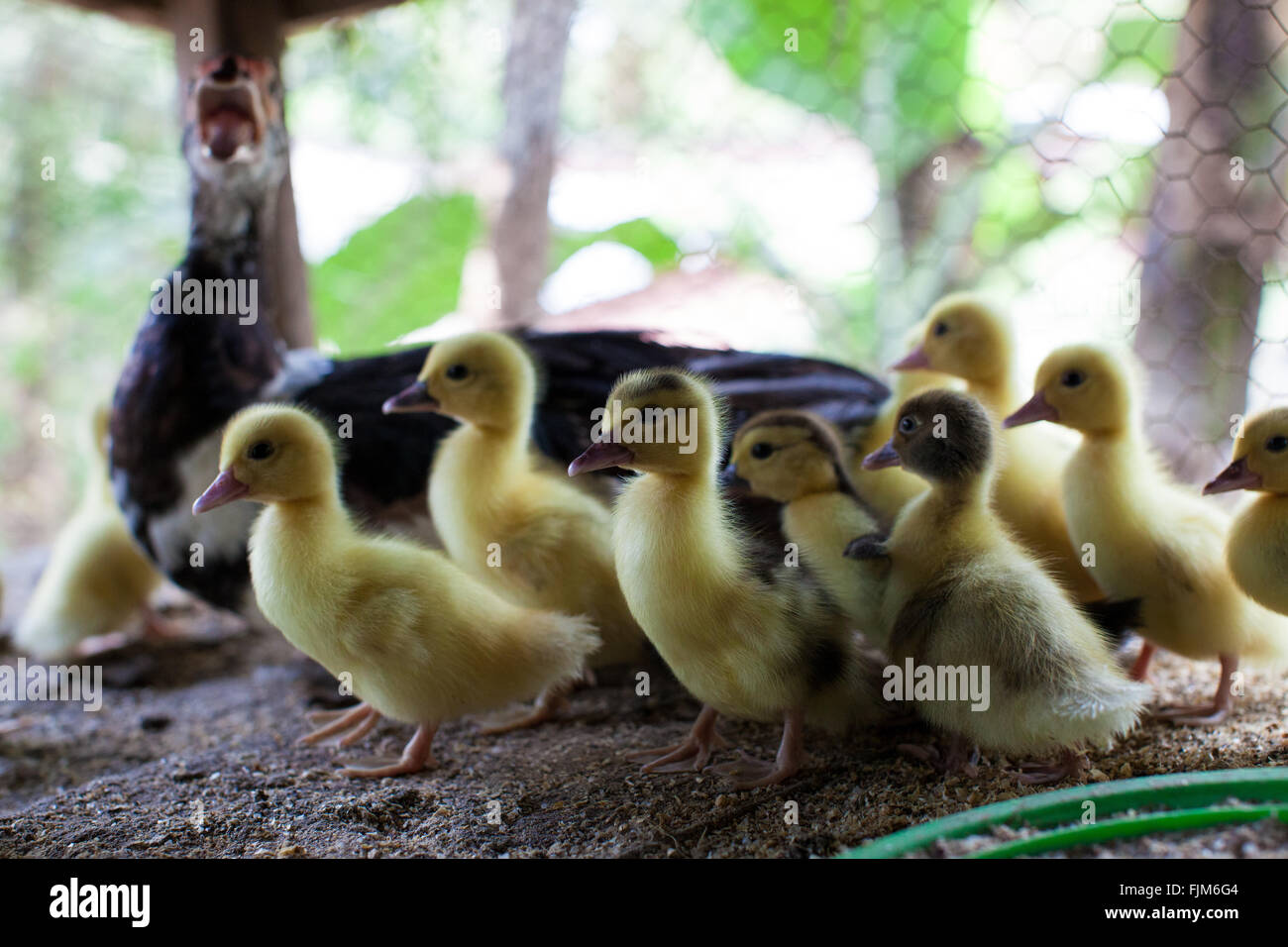 A mother duck and her ducklings, poultry farm Tanzania Stock Photo