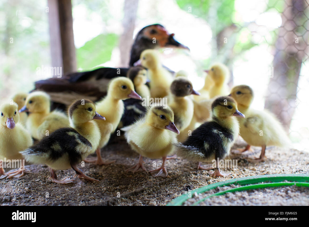 A mother duck and her ducklings  on a poultry farm Tanzania Stock Photo