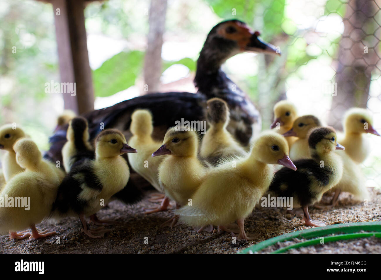 A mother duck with her ducklings poultry farm Tanzania Stock Photo