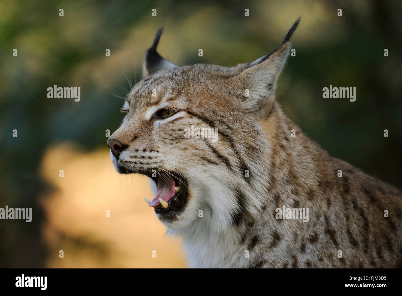 Eurasian Lynx / Eurasischer Luchs ( Lynx lynx ), close-up, head shot, shows its sharp teeth while yawning. Stock Photo