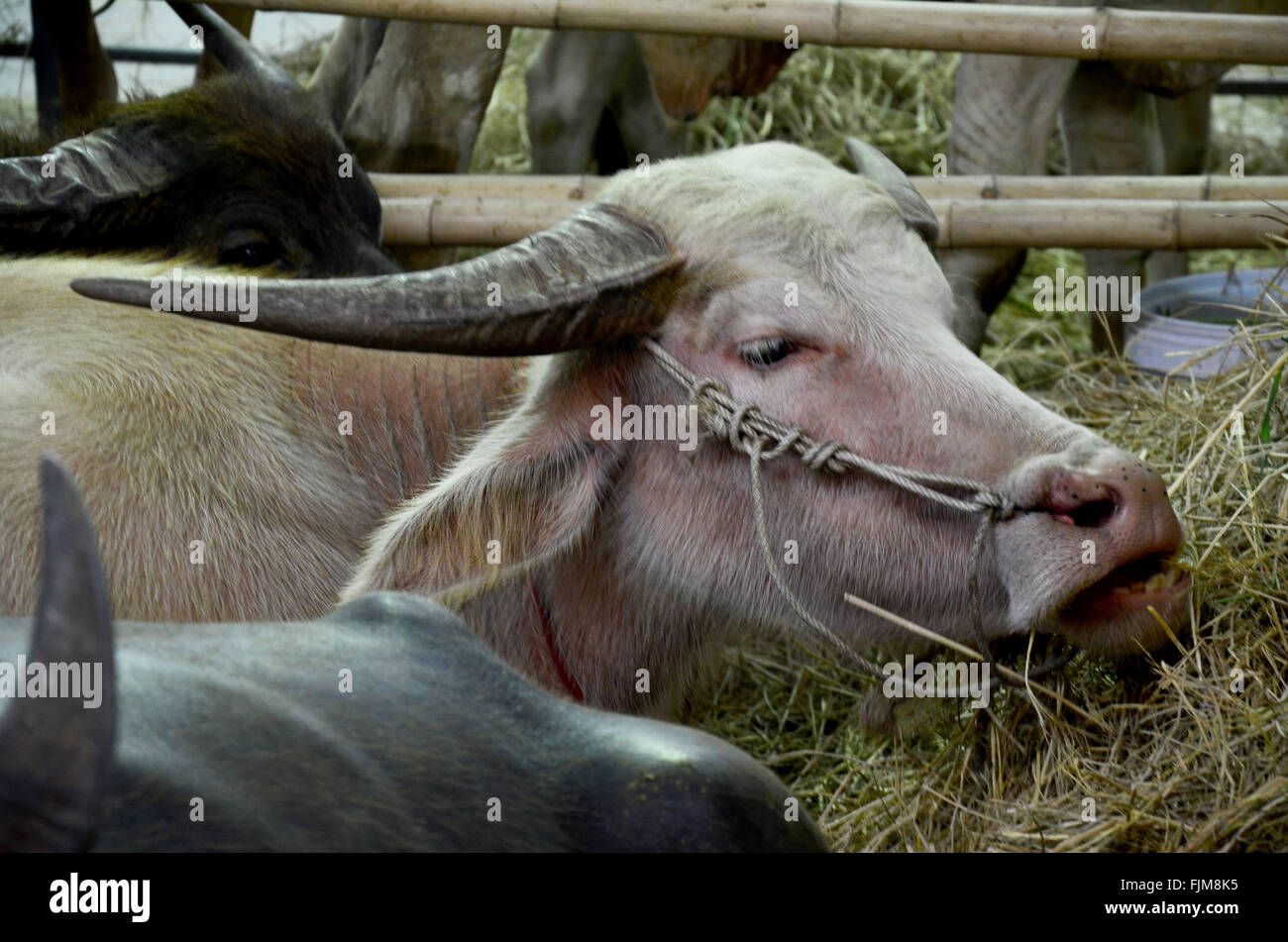 Water Buffalo eating food in paddock at Nonthaburi, Thailand Stock