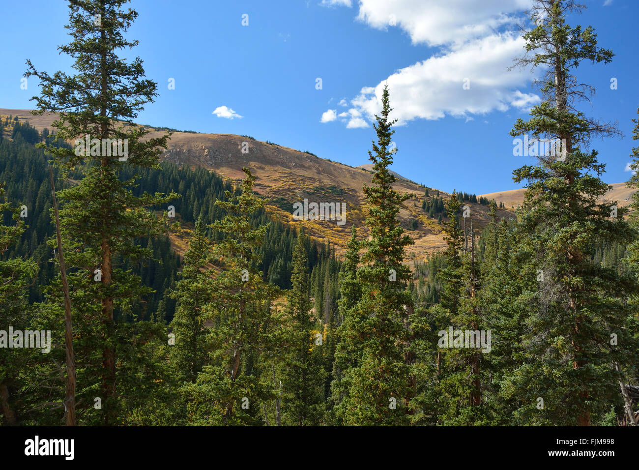 Mountain Landscape with Pine Trees Stock Photo - Alamy