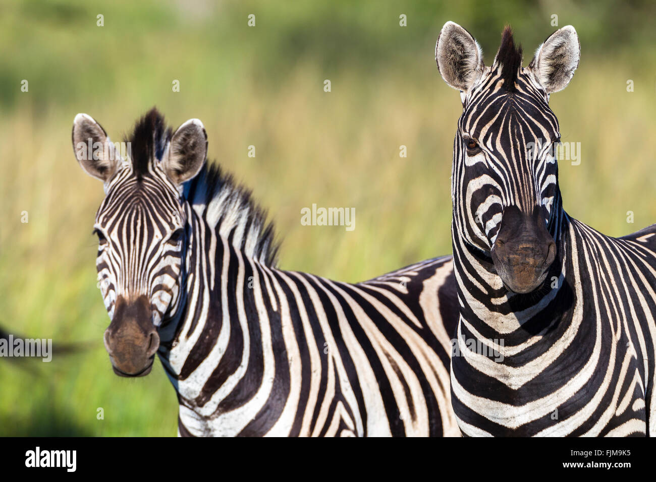 Zebras two animals closeup photo alert grassland plateau wildlife reserve park. Stock Photo