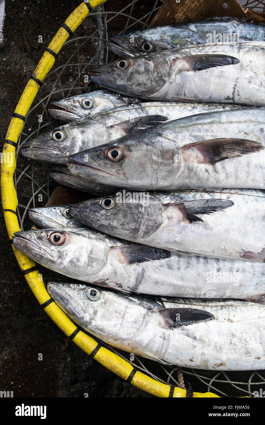 Basket of fish for sale at Dubai fish market in Deira United Arab