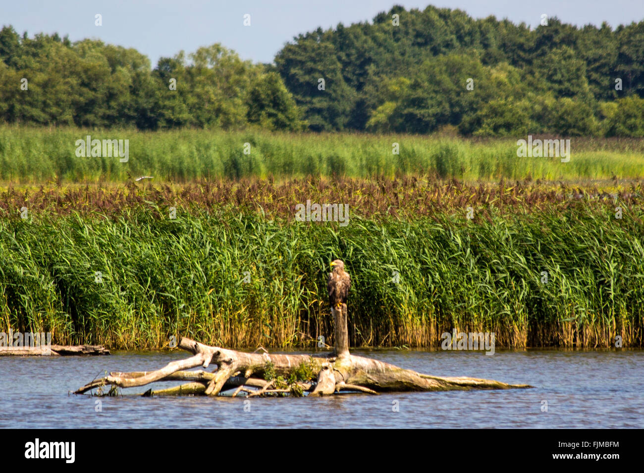 geography / travel, Lithuania, Nida, Courland Spit, Curonian barrier lagoon, Baltic Sea, Memel Delta, Nemunas delta, Additional-Rights-Clearance-Info-Not-Available Stock Photo