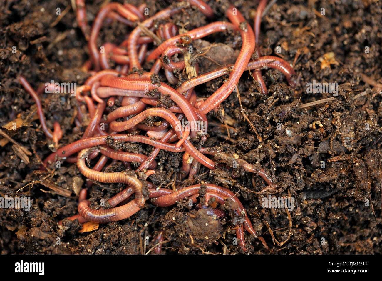 Garden compost and worms recycling plant and kitchen food waste into a rich soil improver and fertilizer. Stock Photo