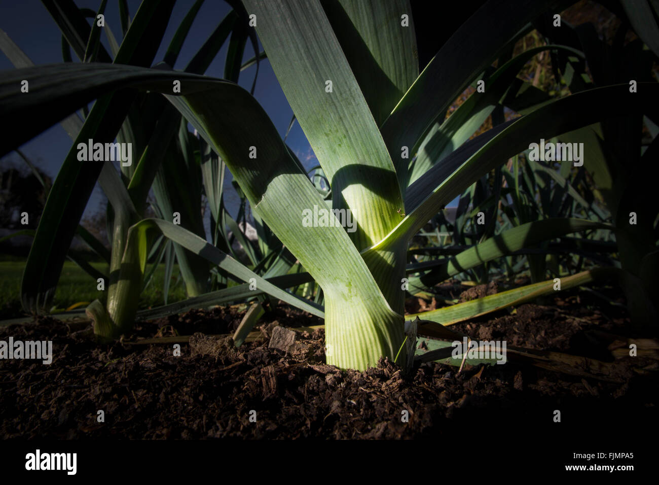 Leeks growing in rows in soil Stock Photo Alamy