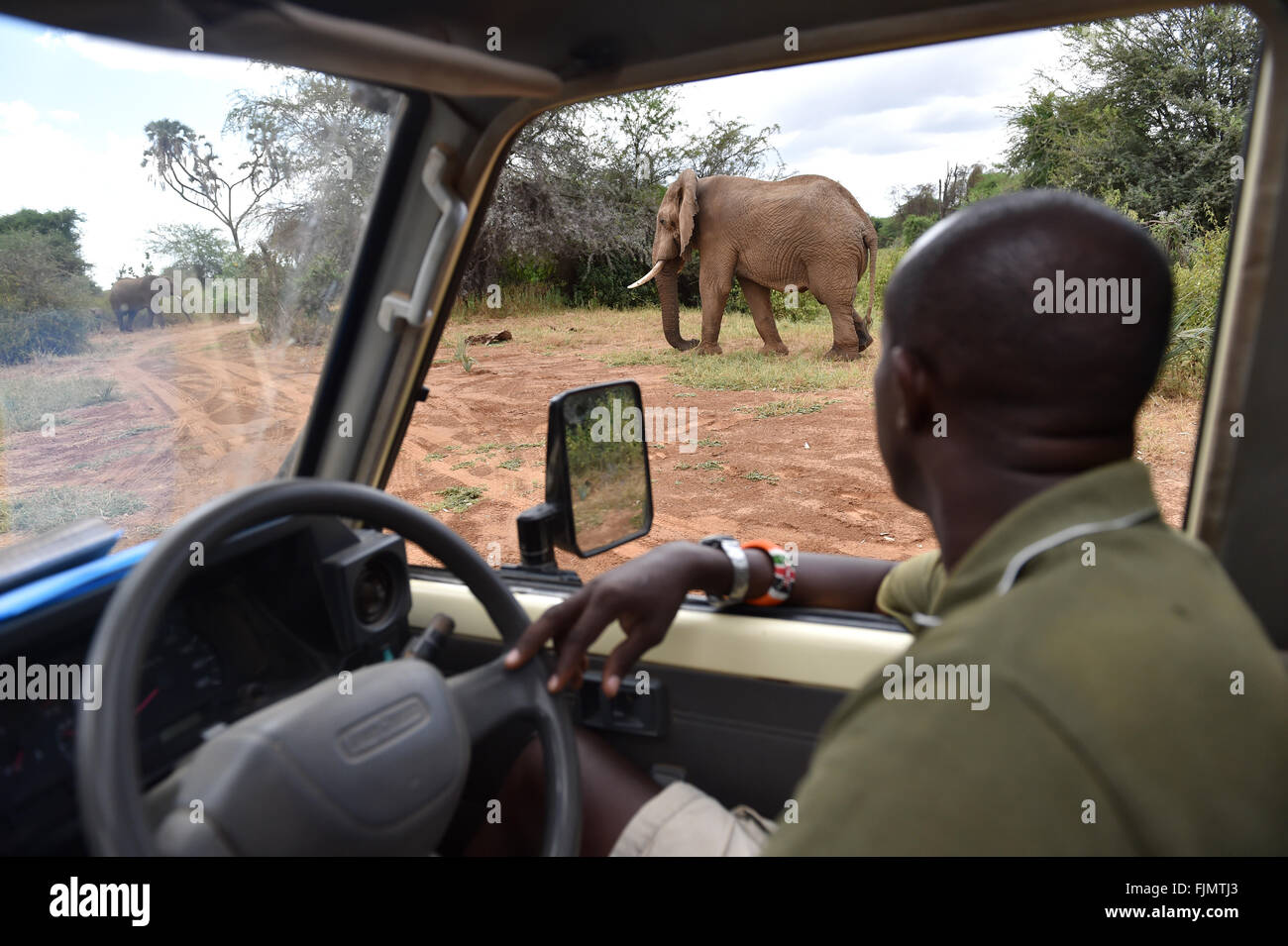 (160303) -- SAMBURU, March 3, 2016 (Xinhua) -- David from Save the Elephants watches elephants on a truck at Samburu National Reserve, Kenya, March 1, 2016. In northern Kenya's Samburu region, there lives the second largest group of elephant species in this country. Around them, a number of elephant defenders have watched them day and night for the past 18 years. Founded in 1993, the organization Save The Elephants (STE) has been devoting its attention to secure the future of elephants and battle the ivory poaching. The World Wildlife Day is observed on March 3 with 'The future of wildlife is  Stock Photo