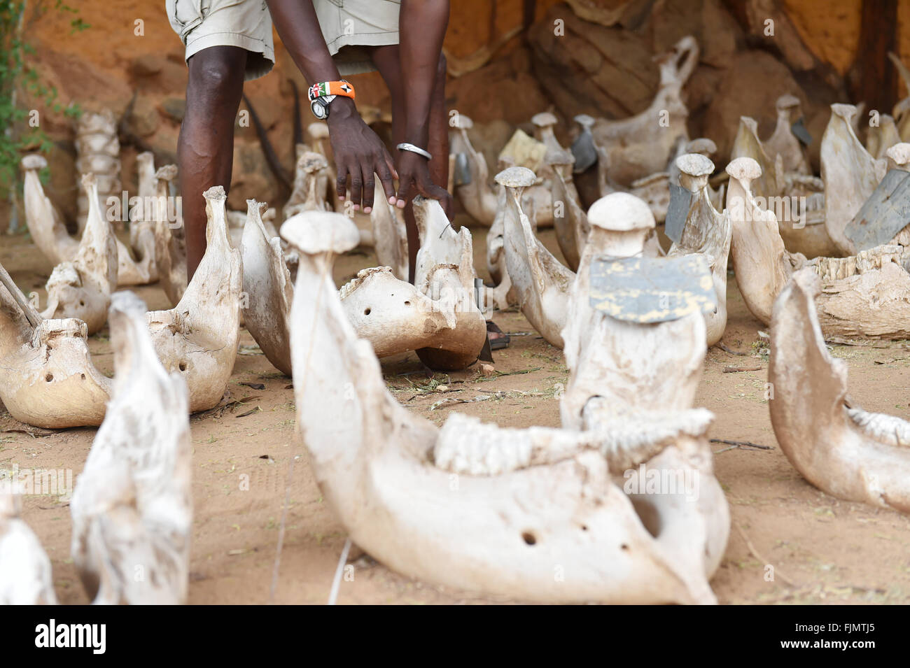 (160303) -- SAMBURU, March 3, 2016 (Xinhua) -- David from Save the Elephants presents the jaws bones of elephants that died of poaching, at STE camp in Samburu National Reserve, Kenya, March 1, 2016. In northern Kenya's Samburu region, there lives the second largest group of elephant species in this country. Around them, a number of elephant defenders have watched them day and night for the past 18 years. Founded in 1993, the organization Save The Elephants (STE) has been devoting its attention to secure the future of elephants and battle the ivory poaching. The World Wildlife Day is observed  Stock Photo