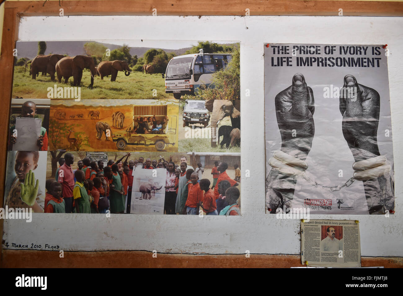 (160303) -- SAMBURU, March 3, 2016 (Xinhua) -- Photo taken on March 1, 2016 shows an anti-poaching poster (R) and photos of community awareness activities by Save the Elephants, at STE camp in Samburu National Reserve, Kenya. In northern Kenya's Samburu region, there lives the second largest group of elephant species in this country. Around them, a number of elephant defenders have watched them day and night for the past 18 years. Founded in 1993, the organization Save The Elephants (STE) has been devoting its attention to secure the future of elephants and battle the ivory poaching. The World Stock Photo