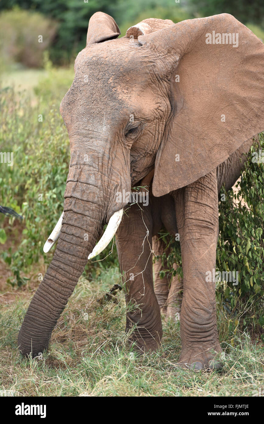 (160303) -- SAMBURU, March 3, 2016 (Xinhua) -- Photo taken on March 1, 2016 shows an elephant with a tracking device installed by Save the Elephants at Samburu National Reserve in Kenya. In northern Kenya's Samburu region, there lives the second largest group of elephant species in this country. Around them, a number of elephant defenders have watched them day and night for the past 18 years. Founded in 1993, the organization Save The Elephants (STE) has been devoting its attention to secure the future of elephants and battle the ivory poaching. The World Wildlife Day is observed on March 3 wi Stock Photo
