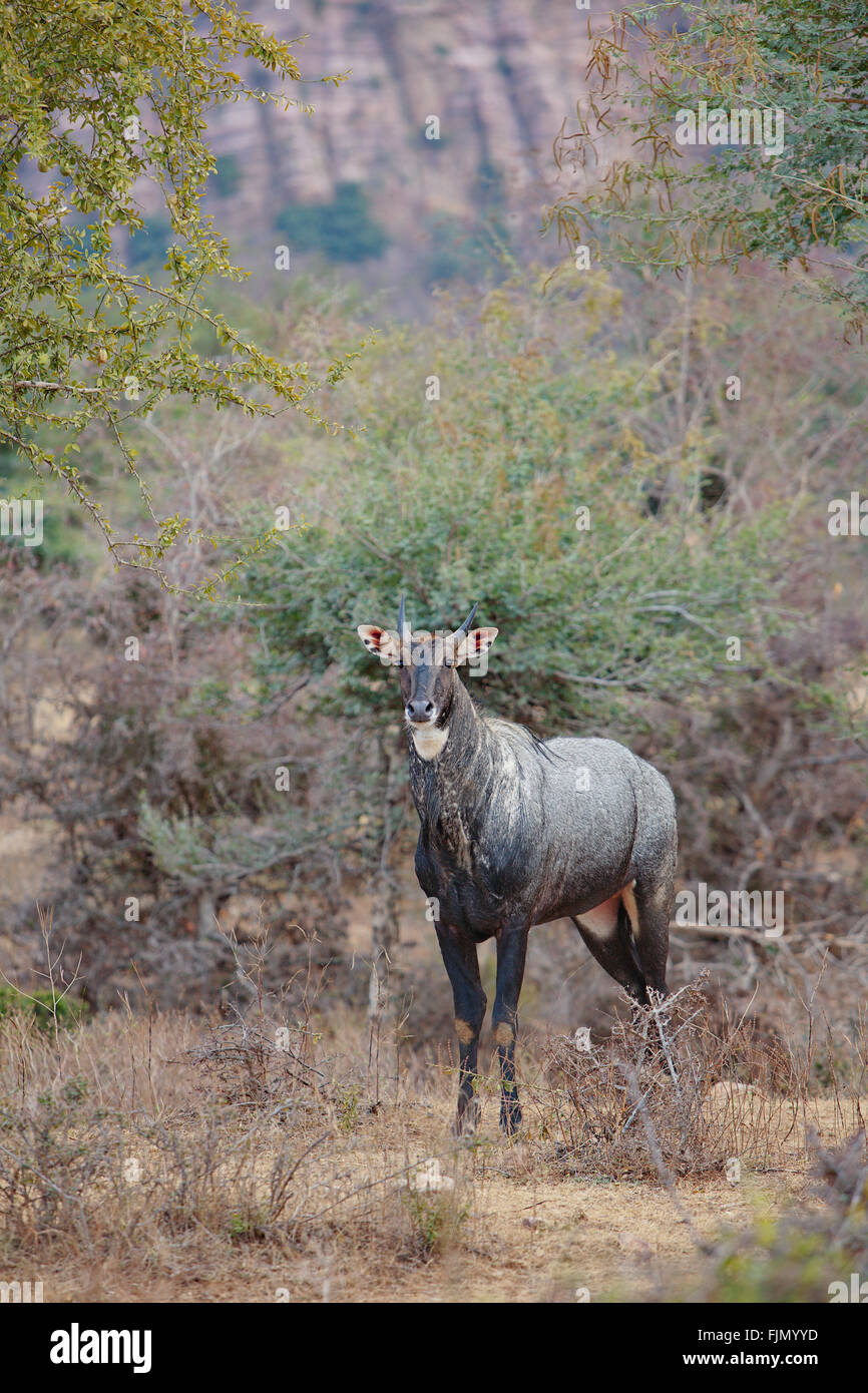Blue bull (Nilgai) in Ranthambore National Park, India Stock Photo