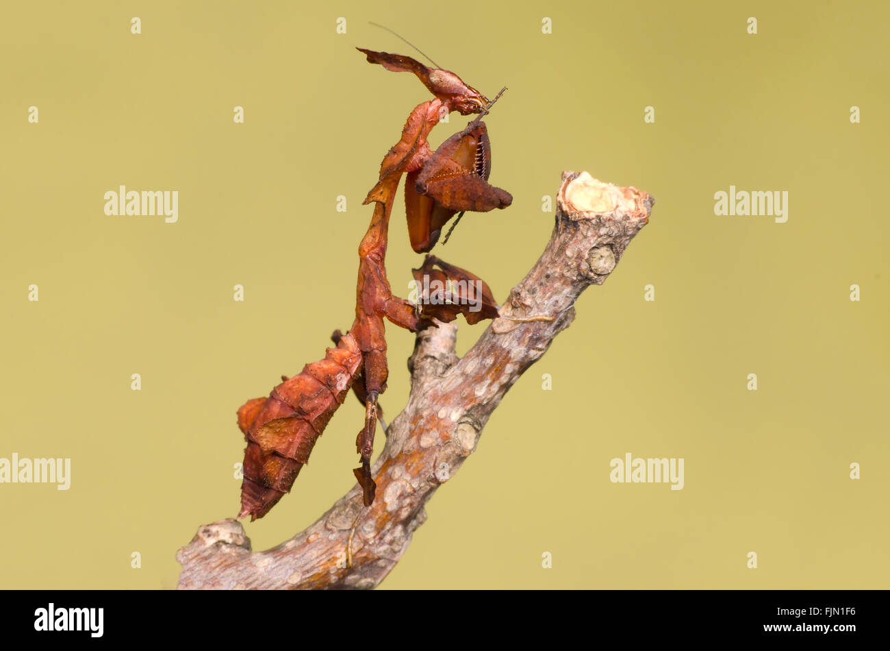 ghost mantis (praying mantis) Stock Photo